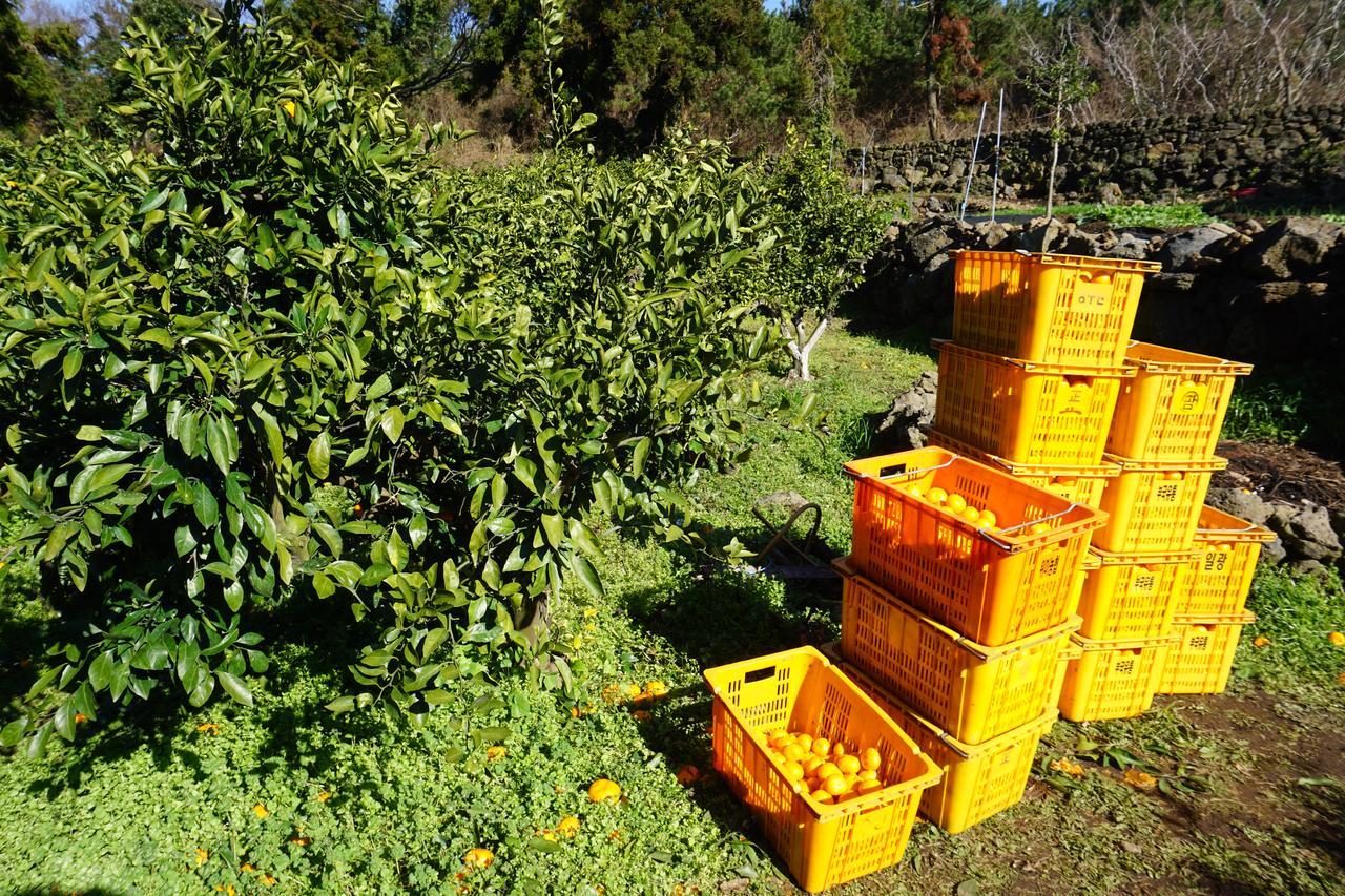 Jeju Mermuri Yerye-dong Extérieur photo