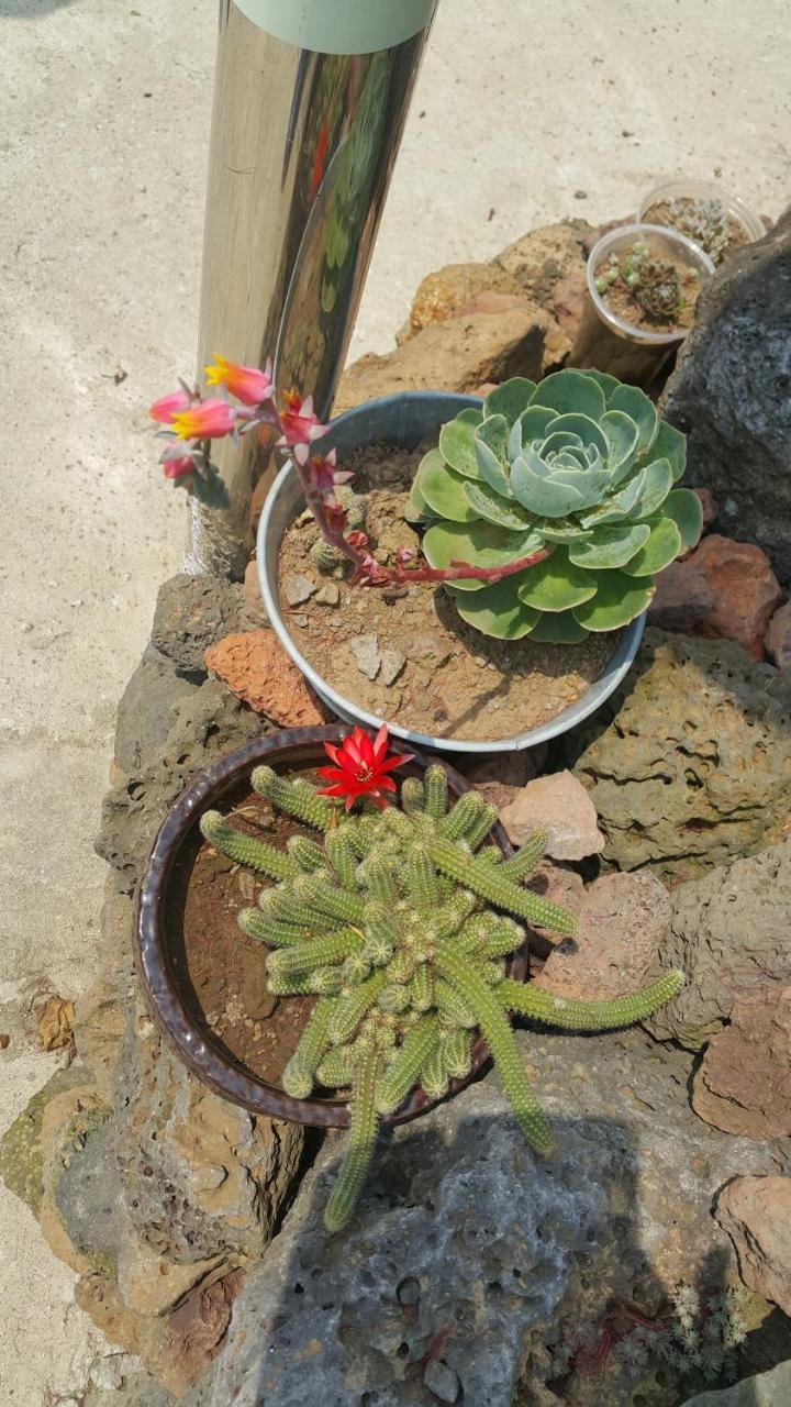 Jeju Mermuri Yerye-dong Extérieur photo