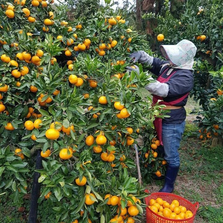 Jeju Mermuri Yerye-dong Extérieur photo